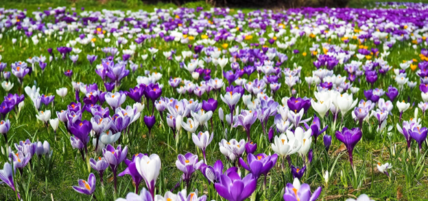 The Cleaning and Cultivation Needed for ‘Insight Renewal’