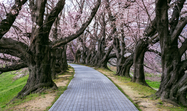 Beyond the Hype: ‘Springing’ Insights Ahead with Actionable AI Applications