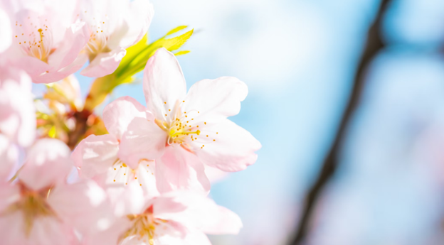 CB_Spring3