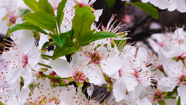 CB_Spring4