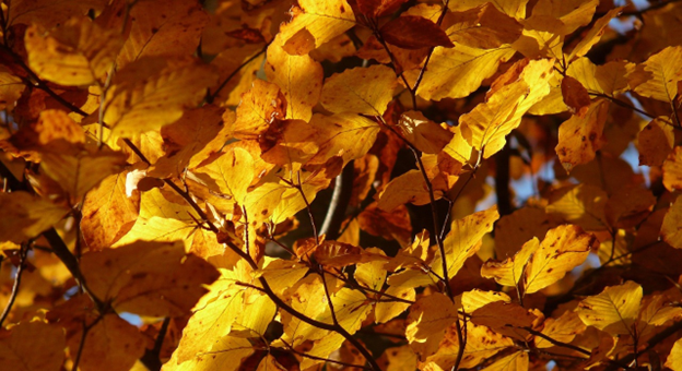 Fall5